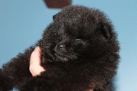 GRAFFITI  Pomeranian Nain Noir 7 mois