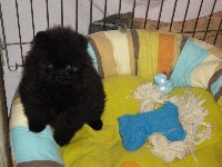 Fidjy noire BB Pomeranian Noire