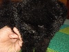 FERRERO BB Pomeranian Male Nain Noire