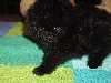 FULL CONTACT BB Pomeranian Nain Male Noire