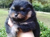 BB Pomeranian Nain Black and Tan femelle JAIMY
