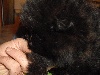 FERRERO BB Pomeranian Male Nain Noire