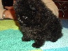FULL CONTACT BB Pomeranian Nain Male Noire