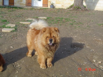 des Oursons de petit-palais - AKIRA  Chow Chow CHAMPION DE FRANCE 2007