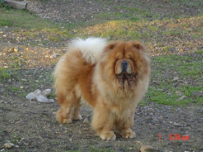 des Oursons de petit-palais - Akira , chow-Chow au salon de l'agriculture et à la Cruft