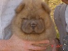  - BB Chow-Chow en photos