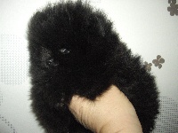 GENTLEMAN BB Pomeranian Nain Noir Miniature