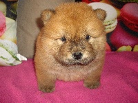 I'M THE BEST BB CHOW CHOW FAUVE