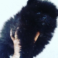 Pomeranian femelle noire La MINNIE POM