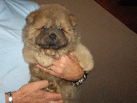 IMPERIAL CHANG chow chow Cinnamon male