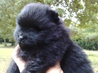 BB Pomeranian Nain Noir Femelle JADE