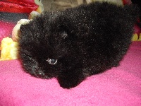 I LOVE BB  Pomeranian Noir Nain