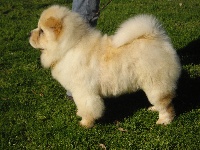 FAME BB Chow Chow  Male Crème