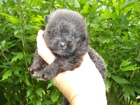 IMAGE BLACK BB Pomeranian Nain Noir