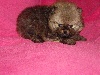 HIPPIE BB Pomeranian Femelle sable argenté