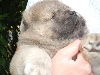 IMPERIAL GIRL BB chow chow femelle Beige