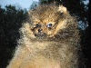 IMALAYA Pomeranian Nain femelle sable