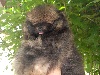 HOPE for China BB Pomeranian Nain femelle Sable ar