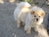 FAME BB Chow Chow  Male Crème
