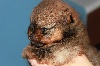 Giulia BB femelle Pomeranian nain orange charbonné