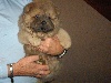 IMPERIAL CHANG chow chow Cinnamon male