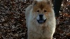 BB chow chow male Fauve JAKE