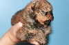 Giulia BB femelle Pomeranian nain orange charbonné