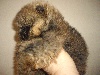 GULIA BB Pomeranian femelle orange charbonné