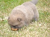 IMPERIAL GIRL BB chow chow femelle Beige