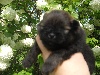 HOPE for China BB Pomeranian Nain femelle Sable ar
