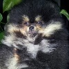 IN THE POCKET BB Pomeranian Black and Tan femelle 