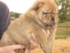 GOOFFY BB Chow Chow Male Fauve