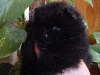 Grace Kelly Pomeranian Noir Nain