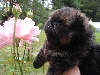 HOKY BB Pomeranian Black and Tan