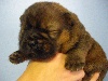 HIP-HOP BB Chow chow male Rouge