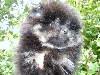 Pomeranian IRISH COFFEE  Black and Tan