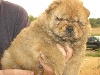 GOOFFY BB Chow Chow Male Fauve