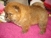 I'M THE BEST BB CHOW CHOW FAUVE