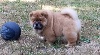 Chow Chow  Fauve clair Latino Lover
