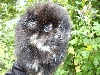 Pomeranian IRISH COFFEE  Black and Tan