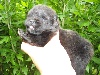 IMAGE BLACK BB Pomeranian Nain Noir