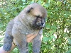 BB chow chow male Fauve JAKE