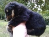 BB Pomeranian Nain Black and Tan femelle JAIMY