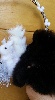 Pomeranian femelle noire La MINNIE POM