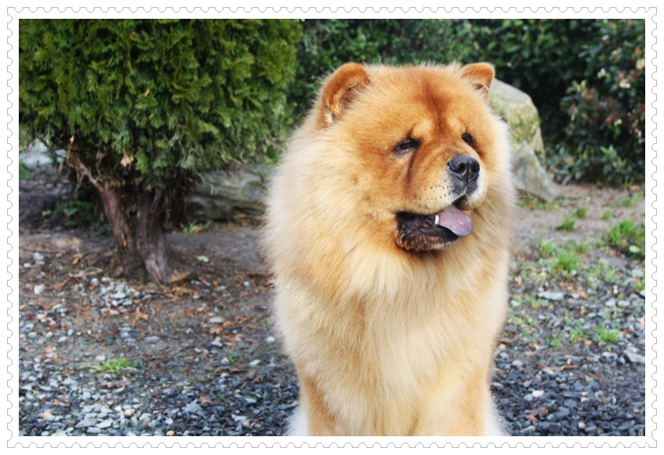 CH. Eternity for ever des Oursons de petit-palais