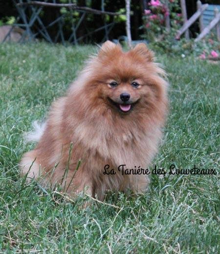 CH. Danaïa des Oursons de petit-palais