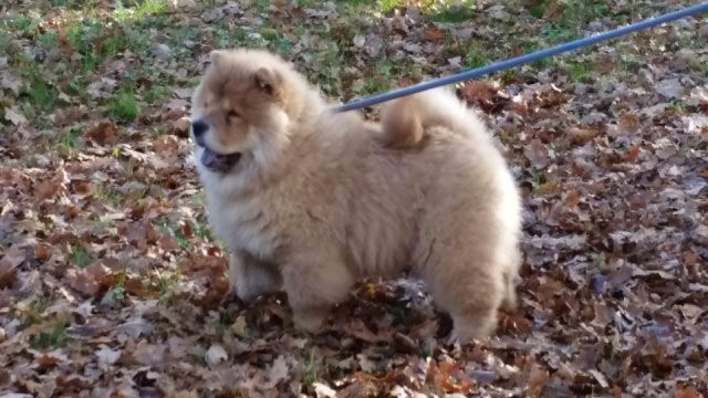 chow chow adultes à vendre