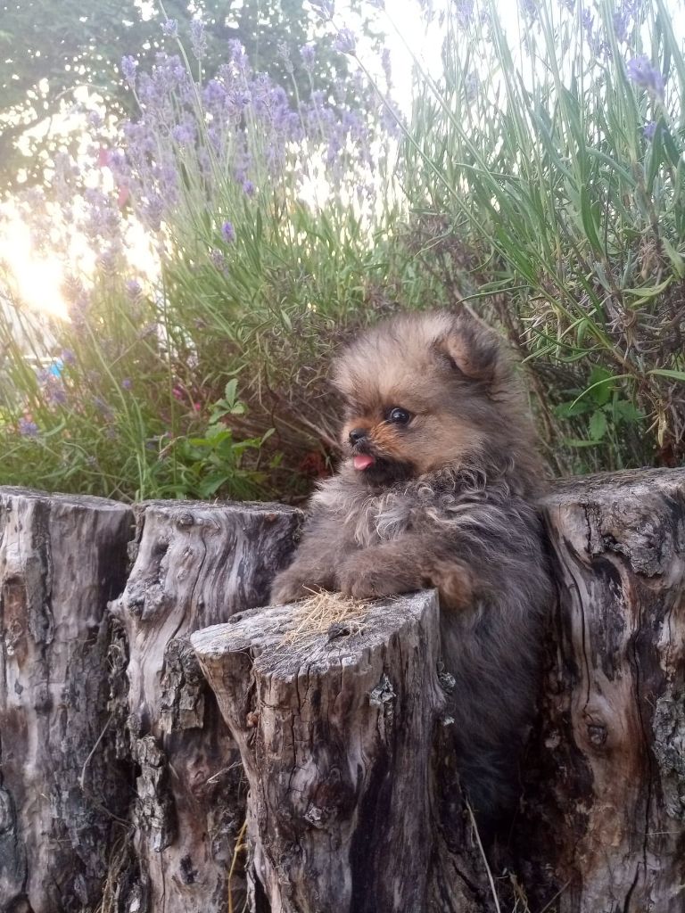 VENDU Disponible BB pomeranian male orange sable