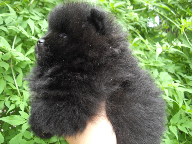 Chiot Spitz allemand des Oursons de petit-palais